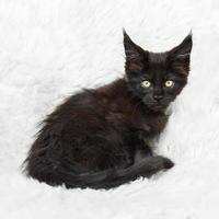 Black maine coon cat posing photo