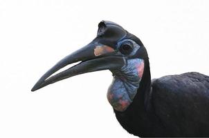 Isolated Abyssinian Ground Hornbill