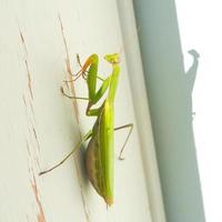 Praying Mantis on Door Frame photo