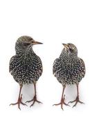 Two Starling photo