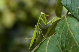 praying mantis peruvian amazon jungle Madre de Dios