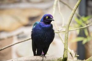 Purple starling photo