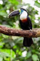 beautiful blue green red white black toucan bird