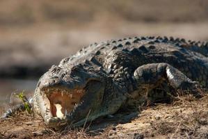 Crocodile baring teeth close up photo