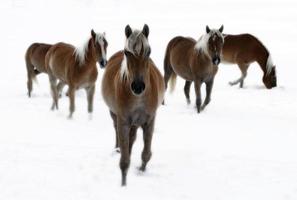horses outside in the snow winter photo