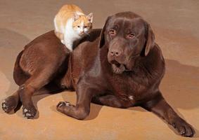 pequeño gato naranja con un labrador marrón