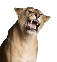 Lioness, Panthera leo, snarling in front of white background photo