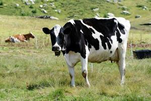 vaca Holstein en blanco y negro foto