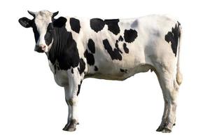 cow photo