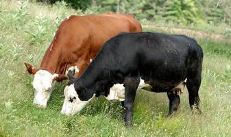 cows photo