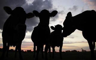 cows photo