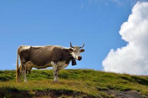 Dairy Cow in Switzerland photo