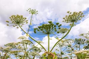 Cow parsnip or the toxic hogweed  blossoms against sky backgroun