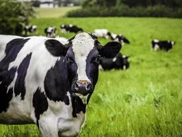 Holstein cow photo