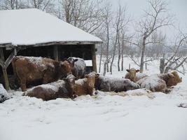 Snow Cows