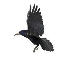 A Rook or Corvus frugilegus flying isolated on white