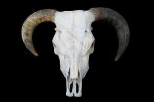cráneo de vaca