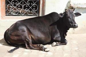 cow,India photo