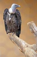 Ruppell's Griffon Vulture on a dead tree