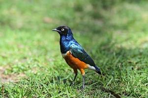 Colorful superb starling photo