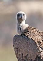 Vulture, face to face, Botswana photo