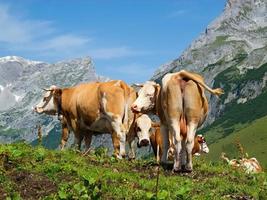 Alps with cows photo