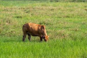 Cattle feeding on pasture photo