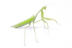 Green mantis photo