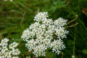 Flower - Cow Parsley photo