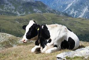 Cow and mountains photo