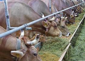 granja de vacas suizo foto