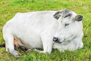 la vaca pasta en el prado cerca de la granja foto