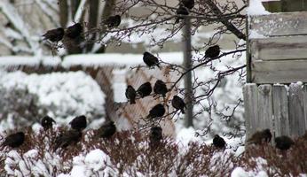 Flock of European Starlings