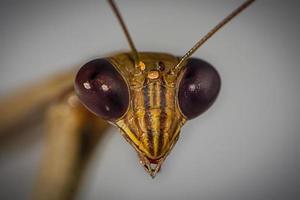 mantis religiosa marrón (mantis religiosa), detalle de la cabeza