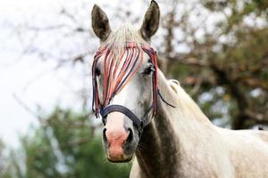 Head shot of a purebred arabian mare in the corral photo