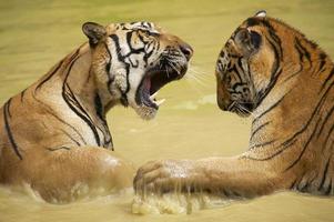 tigres indochinos adultos luchan en el agua.