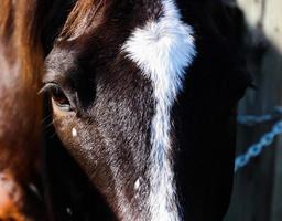 closeup horse