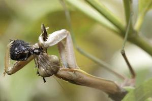 mantis se alimenta de una abeja foto