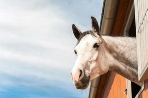 Portrait of thoroughbred gray horse in stable window.