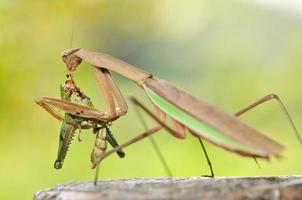 Meal of the mantis