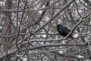 Common Starling in Tree photo