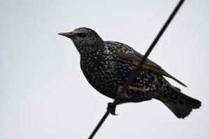 Starling on a wire