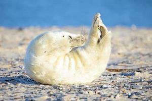 cría de foca gris (halichoerus grypus) relajante en la playa