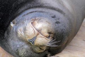 relaxing seal