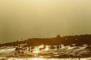Seal silhouette against a sunrise in Seal island photo