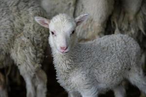 lamb animal photo