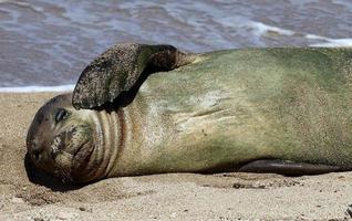 Monk Seal, Hawaii photo