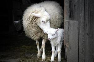 instinto maternal. ovejas y corderos foto