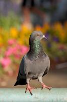 Ferral pigeon in garden and colorful background