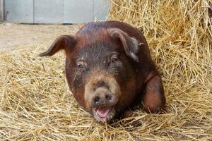 Retrato de cerdo duroc foto